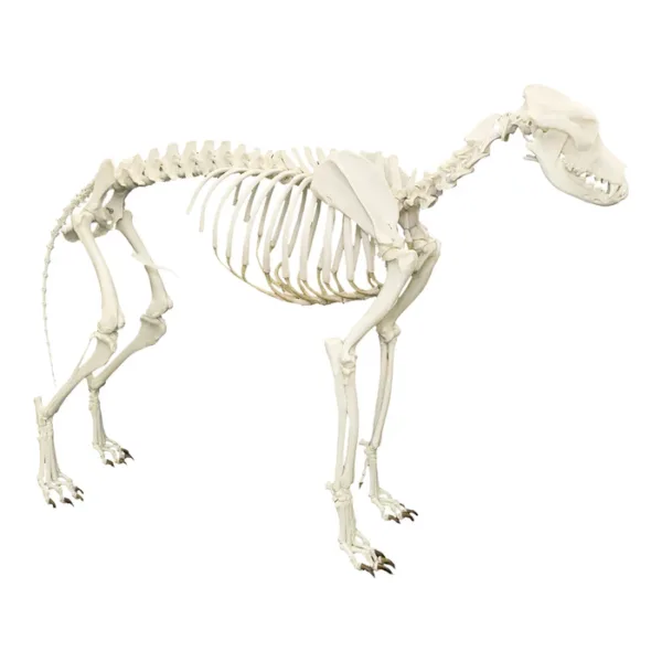 Dog Skeleton – High Lab Africa Limited: Laboratory Reagent ...